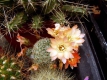 Sulcorebutia spec