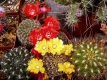 Sulcorebutia Gruppe