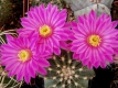 Echinocereus pulchellus