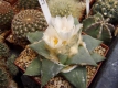 Ariocarpus retusus