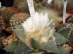 Ariocarpus retusus