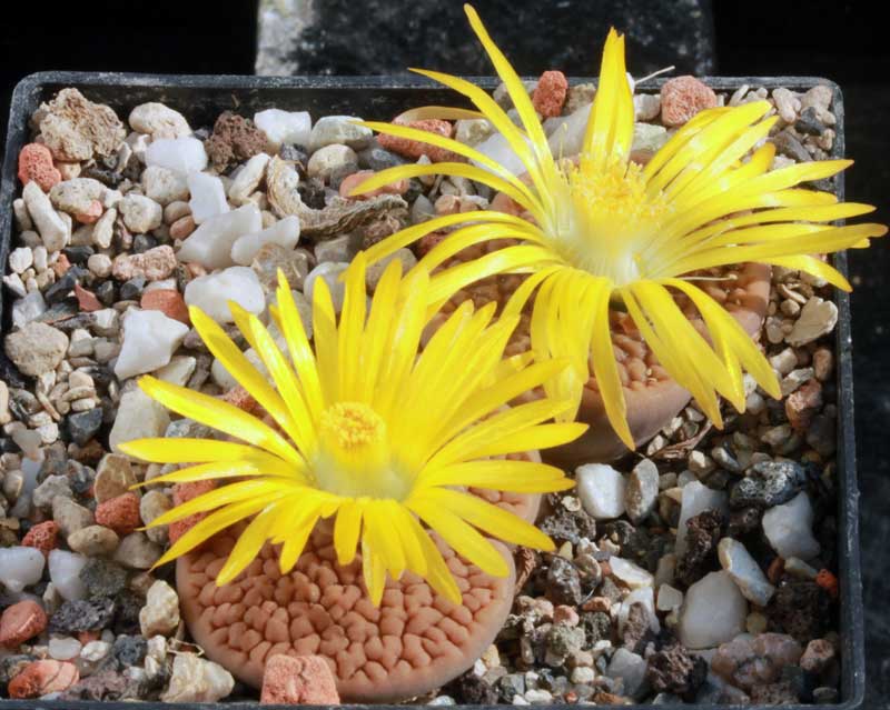 Lithops hookeri vermiculate form