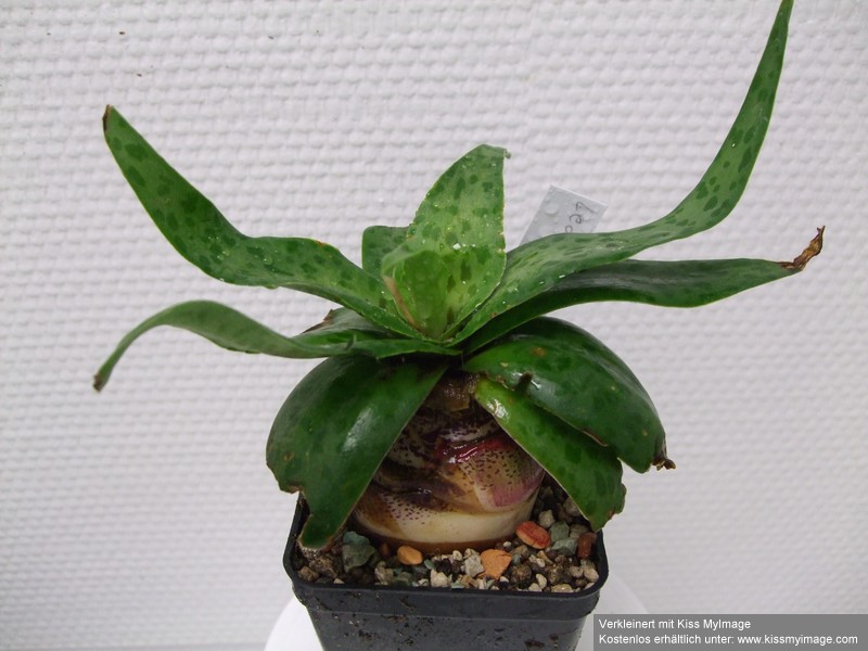 Ledebouria sp_klein.jpg