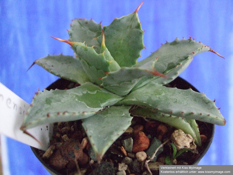 Agave isthmensis_klein.jpg