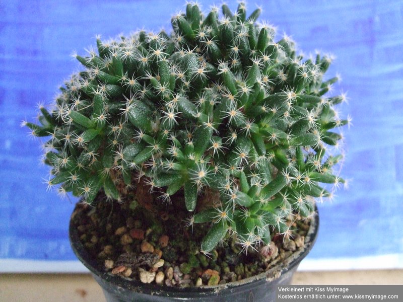 Trichodiadema densum_klein.jpg