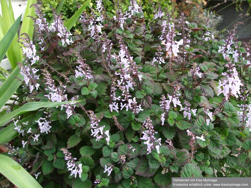 Plectranthus ernstii_klein.jpg