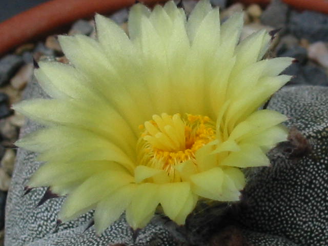 Astrophytum_Myriostigma_Blüte (10).jpg