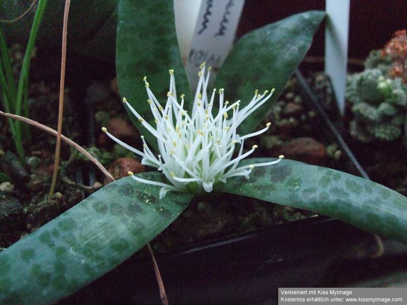 Lachenalia pusilla_klein.jpg