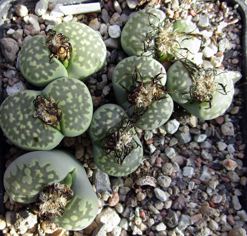 lithops_abgeblüht_3.jpg