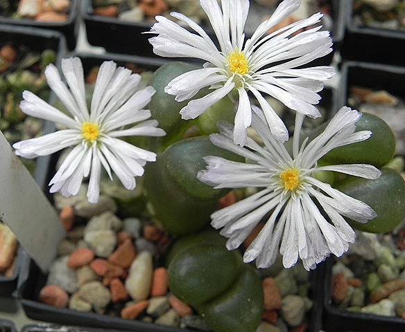 Ophthalmophyllum (2).JPG