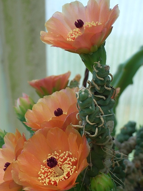 austrocylindropuntia verschaffeltii