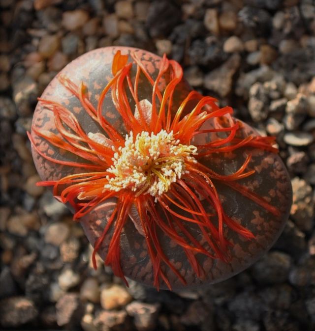 Lithops aucampiae klein.jpg