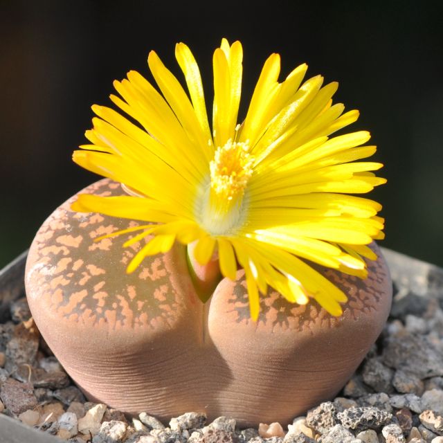 Lithops aucampiae ssp. aucampiae var. aucampiae klein.jpg