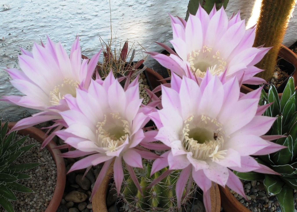 Echinopsis oxygona 03-17.07.2010.JPG