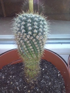 5. Kaktus