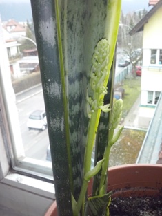 Sansevieria