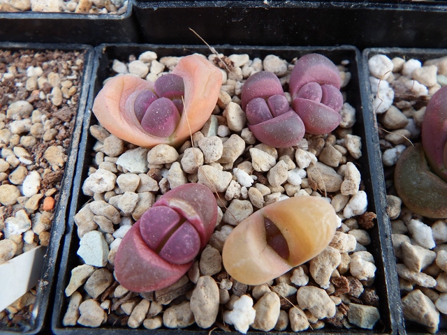 comp_L. optica rubra (1).jpg