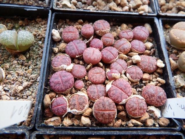 comp_L. bromfielddii glaudinae cv. violaceae.jpg