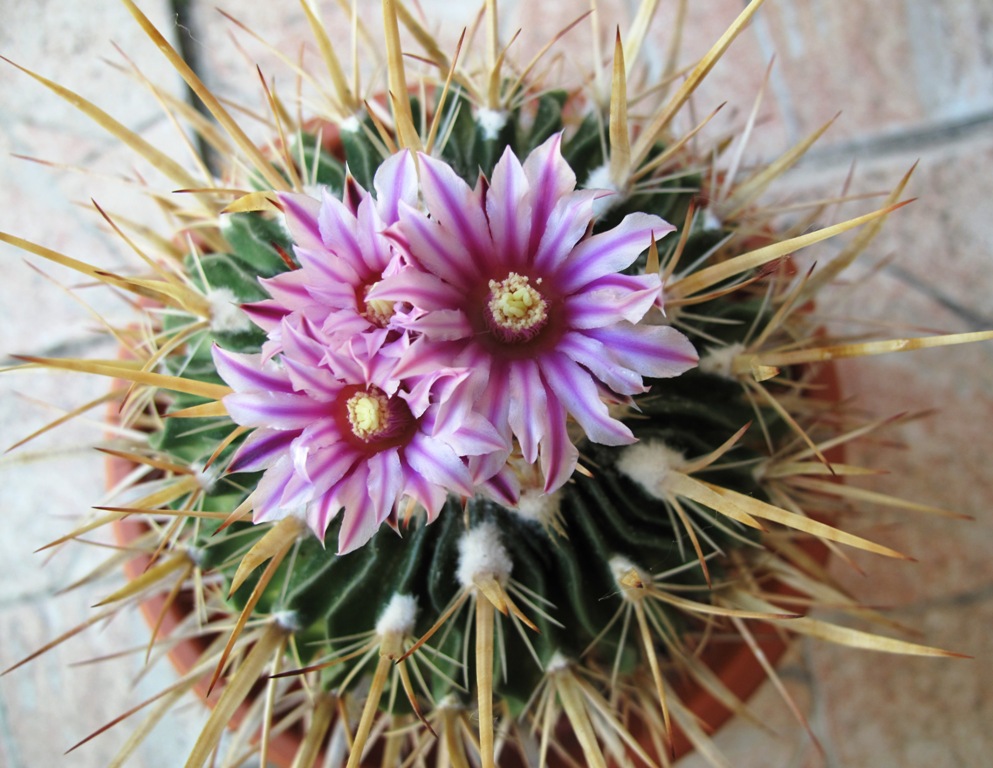 Echinofossulocactus 02-25.05.2014.JPG