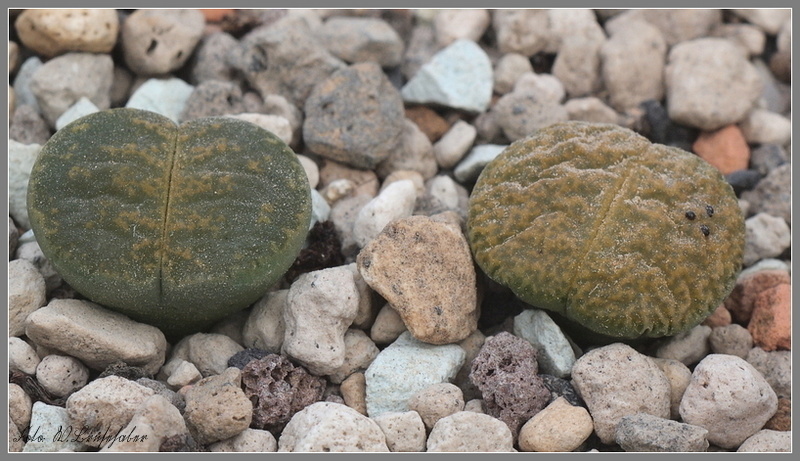 Wasserzeichen_Lithops_gruen.JPG