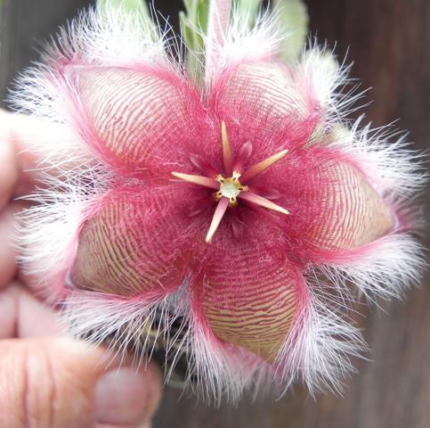 Stapelia-Hybride.JPG