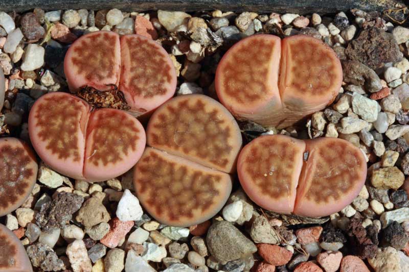 LIthops_karasmontana_CV_apricose.jpg