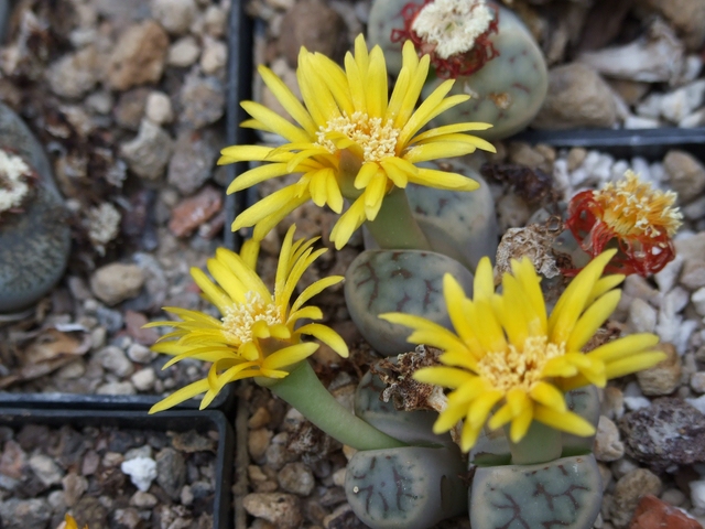 comp_L. schwantesii 08-11-2015.jpg