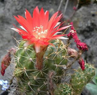 echinopsis backebergii.jpg