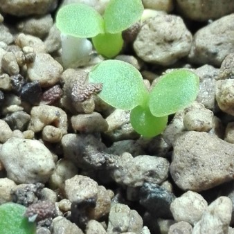 Euphorbia_ambovombensis_06.02.2016_1 (Custom) (2).jpg