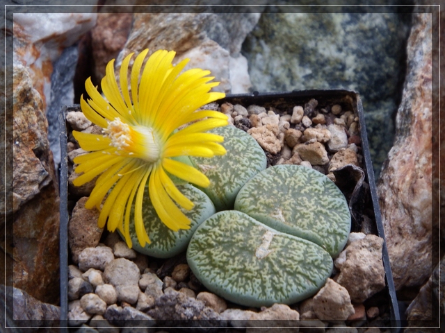 comp_L. lesliei green yellow flower (1).jpg