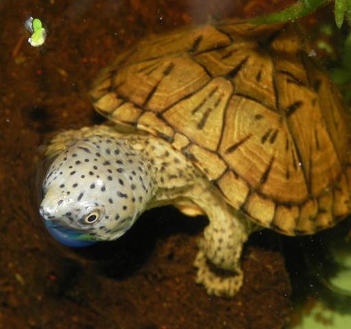 Sternotherus m. minor.jpg