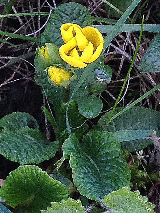 Primel oder schlüsselblume?