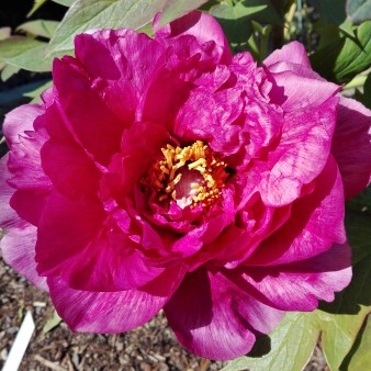 Paeonia lutea Leda