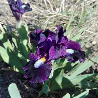 Liliput Iris, hab vergessen wie die heißt