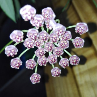 Hoya gracilis memoria