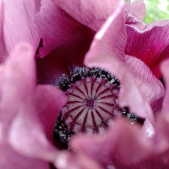 Papaver orientale Patty´s Plum