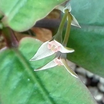 Euphorbia moratii