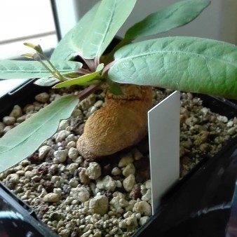 Euphorbia moratii