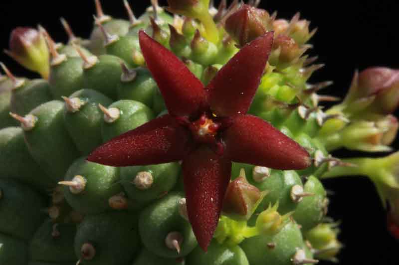 Hoodia_pedicellata2.jpg