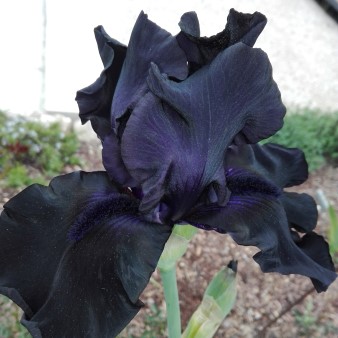 Iris barbata elatior &quot;Hello Darkness&quot;