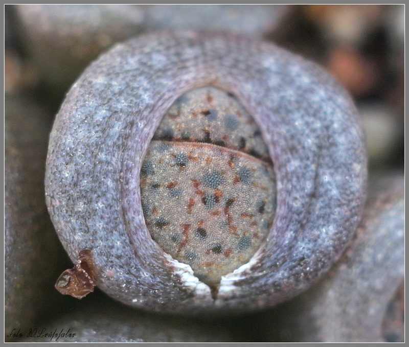 Lithops fulviceps v. lactinea.JPG