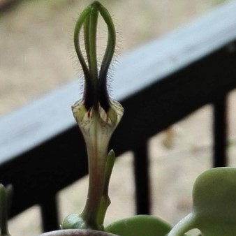 Ceropegia aristolochioides