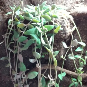 Ceropegia aristolochioides