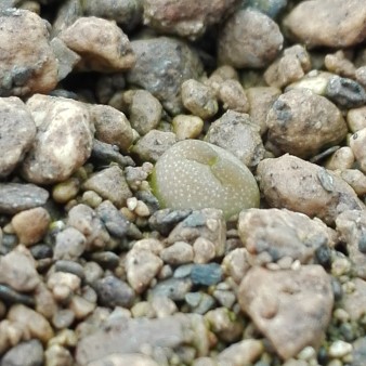 Pseudolithos