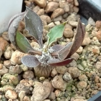 Euphorbia ambovombensis