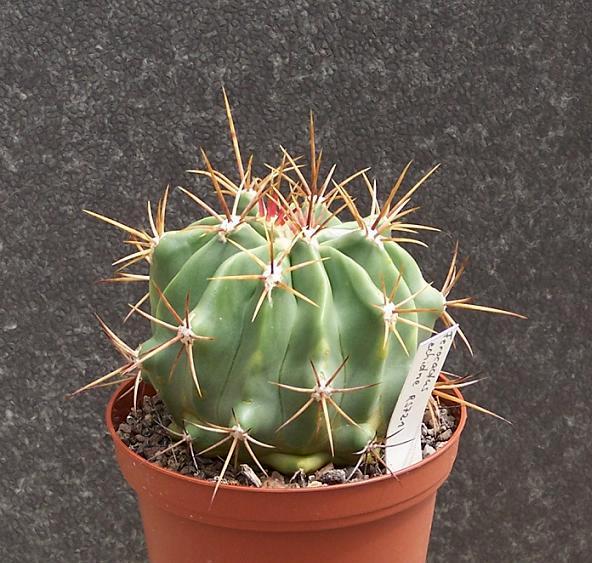 F.echidne