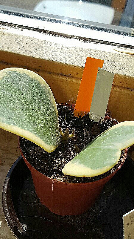 Aus getriebene hoya kerrii