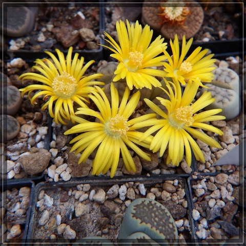 compL. schwantesii (2).jpg