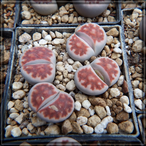 compL. karasmontana cv Top Red (1).jpg