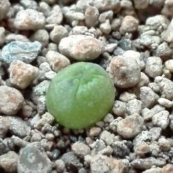 Pseudolithos migiurtinus